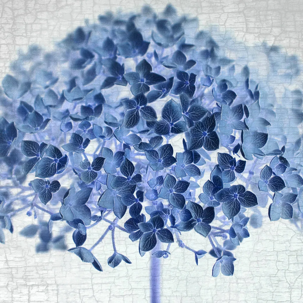 BLUE HYDRANGEA - Fine Art Print, Botanical Blueprint